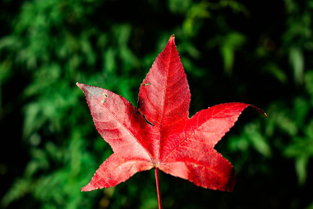 Canadian maple leaf