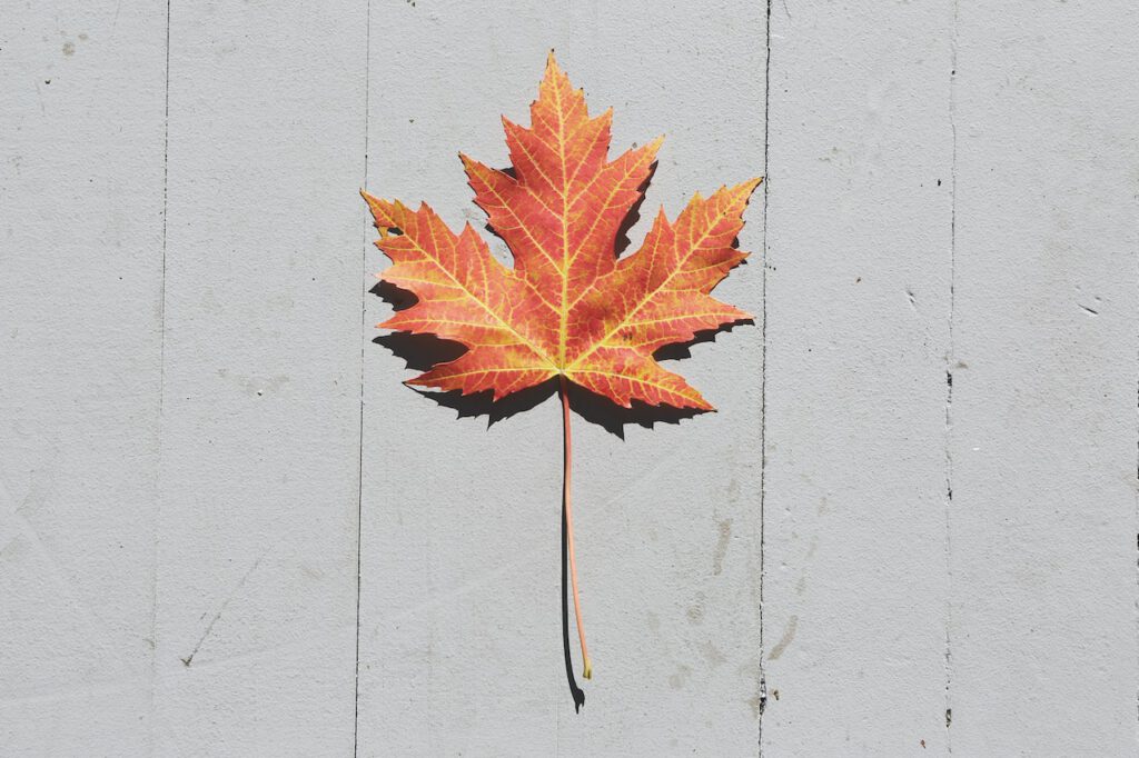 Maple leaf