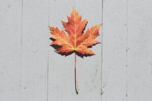 Maple leaf