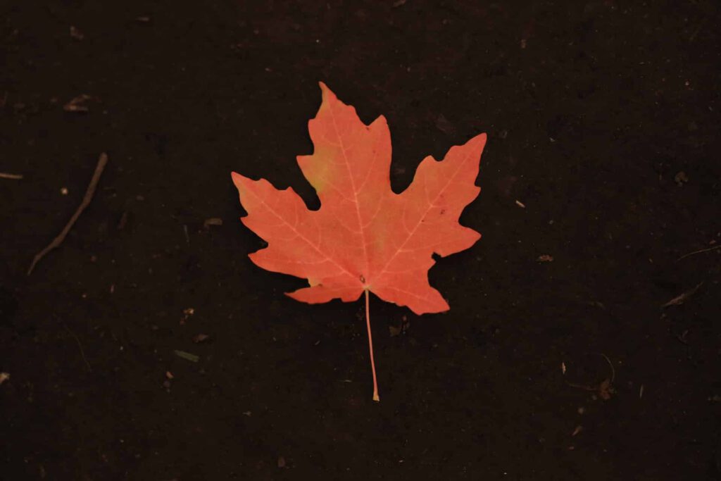 maple leaf