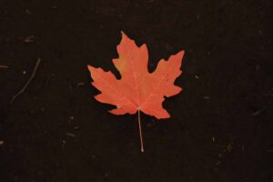 maple leaf