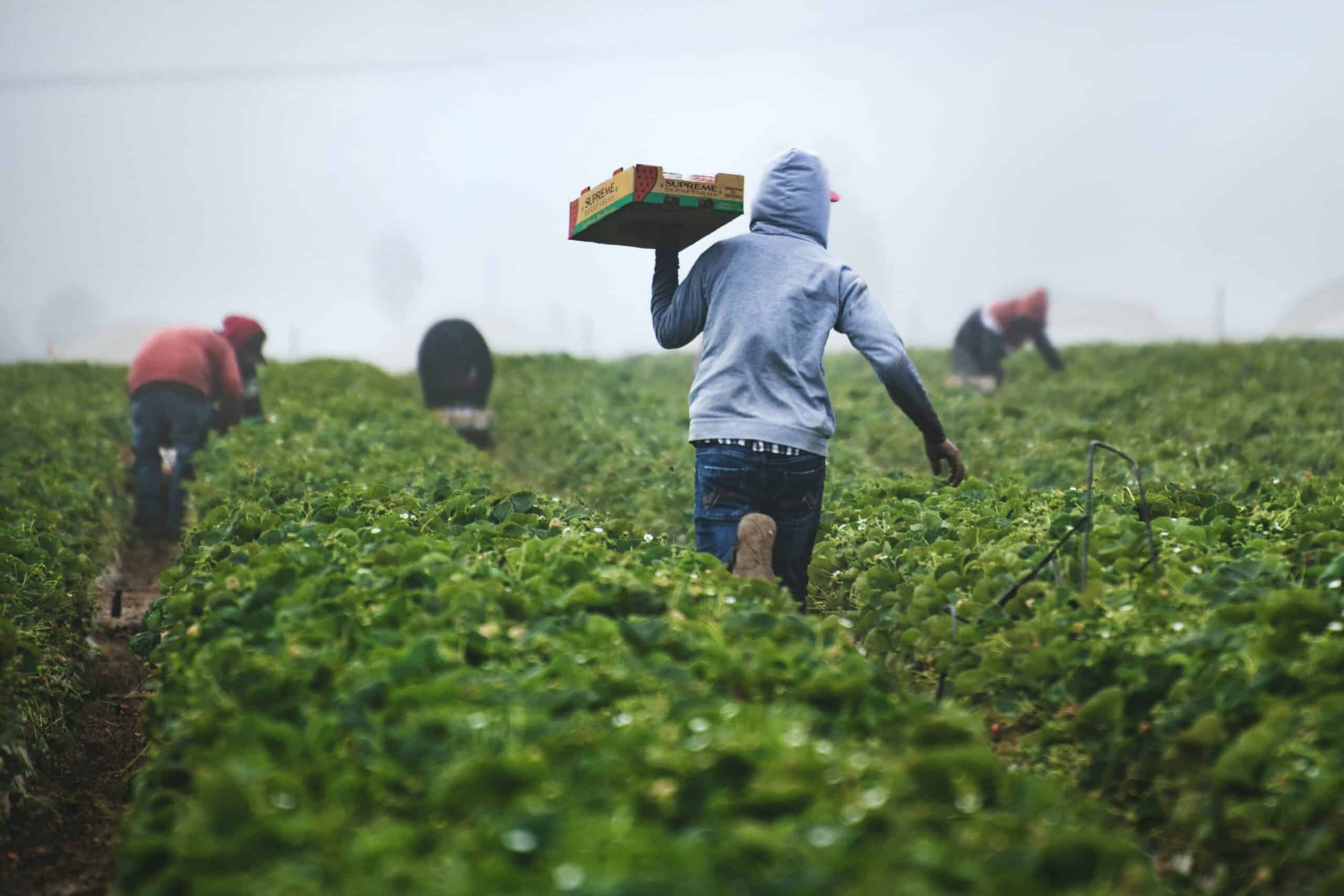 Person farming in field representing temporary foreign workers