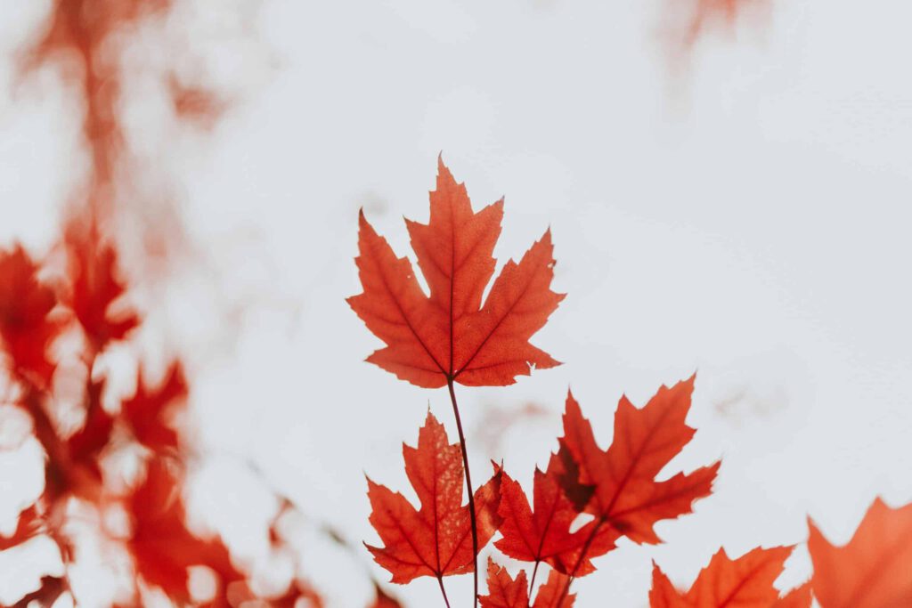 Maple leaf representing an overview of current immigration changes