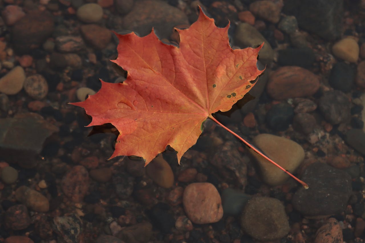 An orange maple leaf floating on a still river, representing Canadian permanent residence.