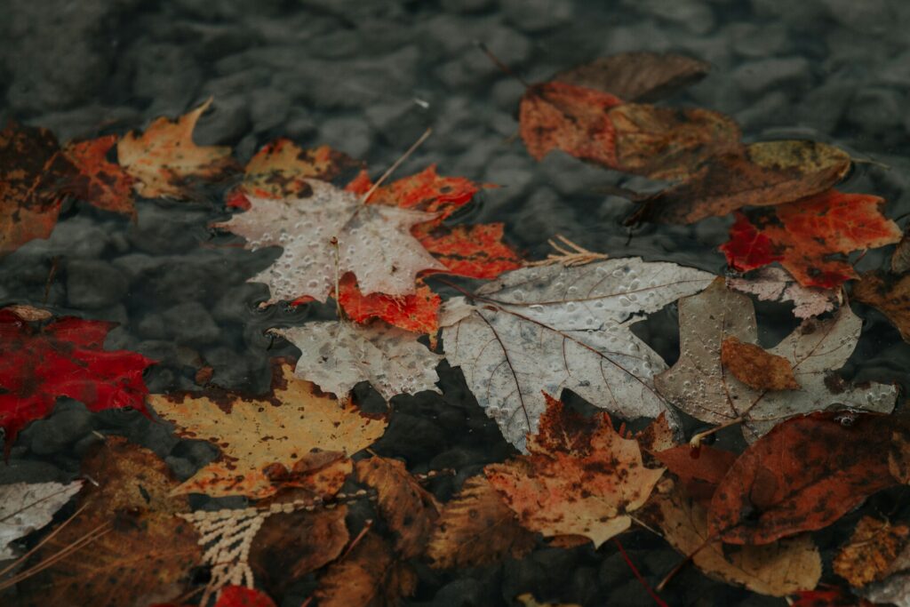 A collection of falled maple leaf leaves on the ground, representing Permanent Residency.