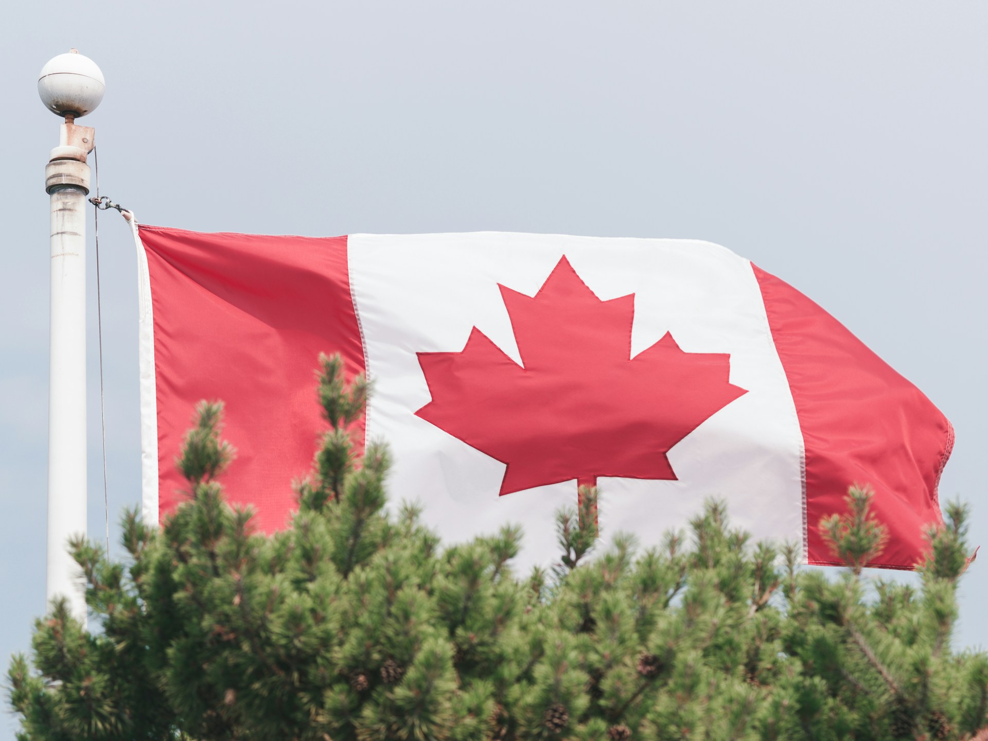 A large Canadian flag, billowing in the wind, rises over the tops of a row of fir trees, representing the Immigration Levels Plan.