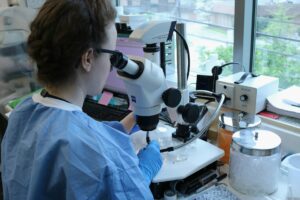 A female medical researcher looking at samples through a microscope, representing researchers immigrating to Canada through the talented individual programs